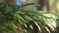 Pine leaves, evergreen close up with blur lush summer background