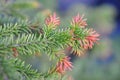 Pine leaves in the garden