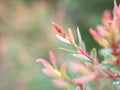 Pine leaves Melaleuca alternifolia ,tea tree, herb plant with soft focus in garden sweet pink blurred background ,pink background Royalty Free Stock Photo