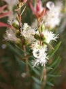 Pine leaves Melaleuca alternifolia ,tea tree, herb plant with soft focus in garden sweet pink blurred background