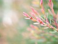Pine leaves Melaleuca alternifolia ,tea tree, herb plant with soft focus in garden sweet pink blurred background Royalty Free Stock Photo