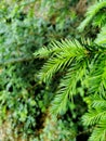 Pine leaves texture photographed in macro mode. Royalty Free Stock Photo