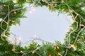 Pine leaves on a white background