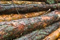 Pine logs Royalty Free Stock Photo
