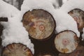 Pine logs background. Timber industry. Tree trunks texture and background for designers. Pine logs in winter forest. Royalty Free Stock Photo