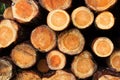 Pine logs cross-section