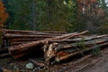 Pine logs in the forest, deforestation