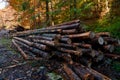 Pine logs in the forest, deforestation