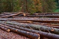 Pine logs in the forest, deforestation