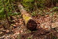 Pine logs in forest, large portions of tree cut down,closeup Royalty Free Stock Photo
