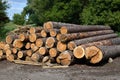 Pine logs lie in a pile, Sawmill Royalty Free Stock Photo