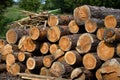 Pine logs lie in a pile, Sawmill Royalty Free Stock Photo