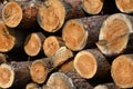 Pine logs lie in a pile, Sawmill Royalty Free Stock Photo