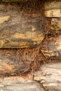 Pine logs. Log wall Texture of natural pine logs. Brown natural wood texture Royalty Free Stock Photo