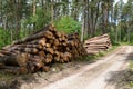 Pine logs are put in stacks at the forest road. Logging Royalty Free Stock Photo