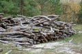 Pine logs a stack in the autumn wood. Logging Royalty Free Stock Photo