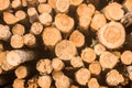 Pine Logs Stacked And Cut