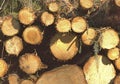 Pine Logs on Trunk Road Form Amber Abstract Patterns Royalty Free Stock Photo