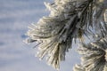 Pine with long beautiful needles. Pine branches covered with frost