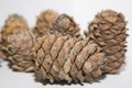 Pine lump full of nuts photographed on a white background. Royalty Free Stock Photo