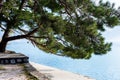 Pine with a lush crown on the beach