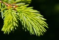 Pine macro