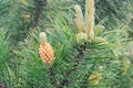 Pine male inflorescence