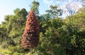 Pine marsh Taxodium distichum highlighted in native vegetation in the state of RS in Brazil