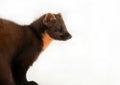 Pine marten Royalty Free Stock Photo