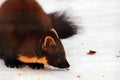 Pine marten Royalty Free Stock Photo