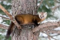 Pine Marten balanced on tree braches