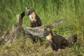 Pine Marten family