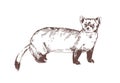 Pine marten hand drawn with contour lines on white background. Elegant detailed drawing of carnivorous animal. Wild