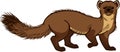 Pine Marten Royalty Free Stock Photo