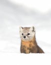 Pine Marten Martes americana in Algonquin Park, Canada in winter snow Royalty Free Stock Photo