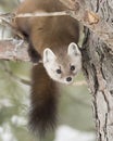 Pine Marten Martes americana in Algonquin Park in winter snow in Canada