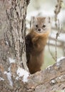 Pine Marten Martes americana in Algonquin Park, Canada in winter snow Royalty Free Stock Photo