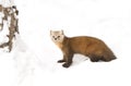 Pine Marten Martes americana in Algonquin Park, Canada in winter snow Royalty Free Stock Photo