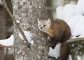 Pine Marten Martes americana in Algonquin Park, Canada in winter snow Royalty Free Stock Photo