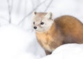 Pine Marten Martes americana in Algonquin Park, Canada in winter snow Royalty Free Stock Photo