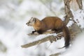 Pine marten Martes americana on a snow covered tree branch in Algonquin Park, Canada Royalty Free Stock Photo