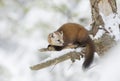 A Pine marten Martes americana on a snow covered tree branch in Algonquin Park, Canada Royalty Free Stock Photo