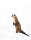 Pine Marten Martes americana standing in Algonquin Park, Canada in winter snow Royalty Free Stock Photo