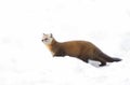 A Pine marten Martes americana standing in the snow in Algonquin Park, Canada Royalty Free Stock Photo