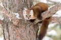 Pine marten