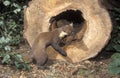 Pine marten, Martes martes