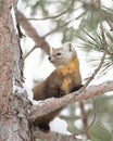 A Pine marten on a snow covered tree branch in Algonquin Park, Canada Royalty Free Stock Photo