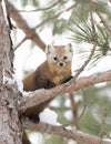 A Pine marten on a snow covered tree branch in Algonquin Park, Canada Royalty Free Stock Photo