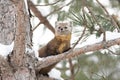 A Pine marten on a snow covered tree branch in Algonquin Park, Canada Royalty Free Stock Photo