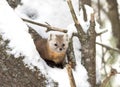 A Pine marten on a snow covered tree branch in Algonquin Park, Canada Royalty Free Stock Photo